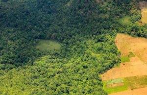 Los bosques impulsan el éxito agrícola, no el conflicto