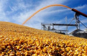 ¿A dónde va el maíz argentino?