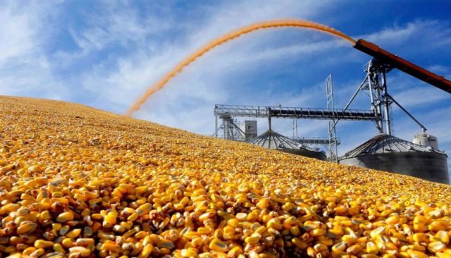 exportaciones maiz 1