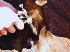 Avances en el control de la tuberculosis bovina