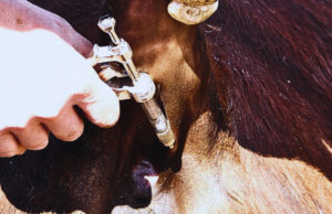 Avances en el control de la tuberculosis bovina