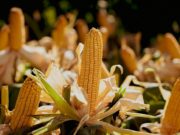 Los productores de maíz apuestan por híbridos versátiles