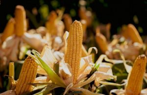 Los productores de maíz apuestan por híbridos versátiles