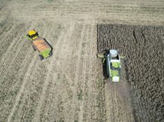 Ensayó 34 híbridos de maíz y el de Nidera fue el más estable