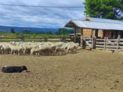 Manejo ovino: claves para un trabajo eficiente