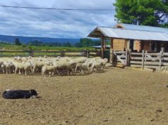 Manejo ovino: claves para un trabajo eficiente
