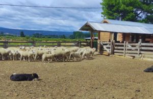 Manejo ovino: claves para un trabajo eficiente