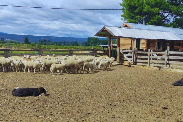 perros ovinos