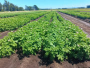 INTA presenta una variedad que mejora la calidad de papas fritas