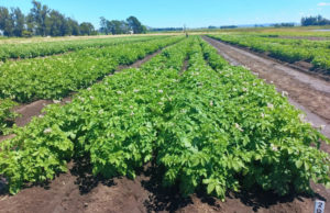 INTA presenta una variedad que mejora la calidad de papas fritas
