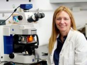 Desarrollan método para que las plantas resistan al calor