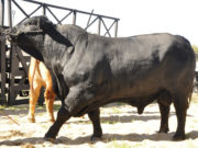Crecen un 15% las ventas de toros en el país