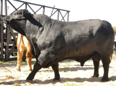 Crecen un 15% las ventas de toros en el país