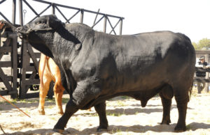 Fuerte suba en el valor de la genética bovina