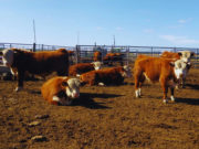 INTA midió eficiencia alimenticia en toritos Hereford