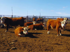 INTA midió eficiencia alimenticia en toritos Hereford