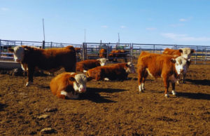 INTA midió eficiencia alimenticia en toritos Hereford