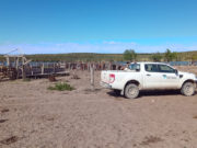 Refuerzan la vigilancia sanitaria en zonas libres de aftosa