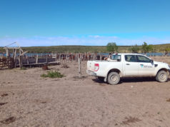 Refuerzan la vigilancia sanitaria en zonas libres de aftosa