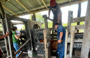 Ganadería: Salta profundiza su estrategia de mejora genética