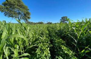 Peman lanzan una leguminosa estival para el NOA y NEA 🔊
