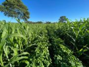 Mancebo, la apuesta para sistemas mixtos más eficientes