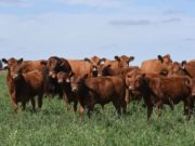 Un nuevo marco de referencia para la selección Limangus