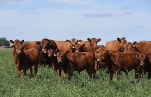 Un nuevo marco de referencia para la selección Limangus