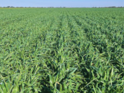 Lanzan una variedad de avena que amplía la oferta forrajera