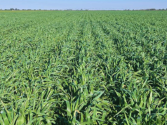 Lanzan una variedad de avena que amplía la oferta forrajera