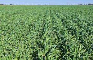 Lanzan una variedad de avena que amplía la oferta forrajera