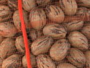 Argentina inició sus exportaciones de pecán a China