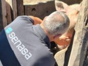 Enfermedades porcinas: Senasa refuerza la detección temprana