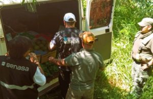 Senasa decomisó una tonelada de frutas sin documentación