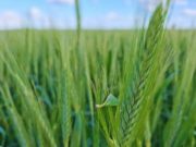 Avanza el triticale como alternativa forrajera y de servicio