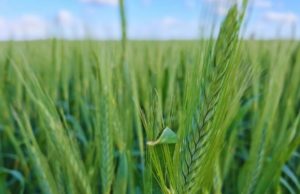 Avanza el triticale como alternativa forrajera y de servicio