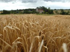 La cebada por encima del año último