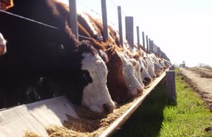 Números en rojo para los feedlots