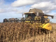 Las lluvias demoran al girasol