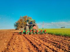 Palomas atacan al girasol