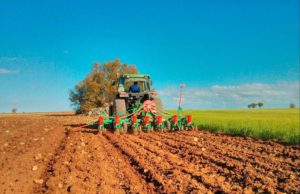 Palomas atacan al girasol