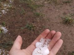 Granizo destruyó el tabaco del sur salteño