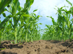 La siembra de maíz en su etapa final