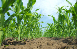 El maíz con buena humedad