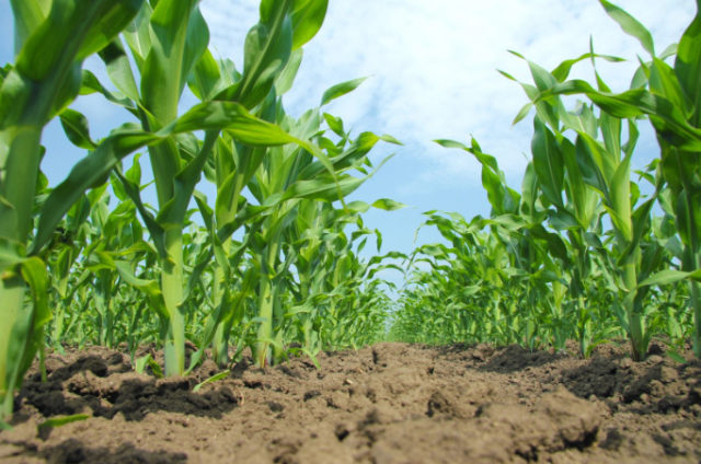 Maíz siembra 7