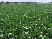 La soja avanza hacia el norte