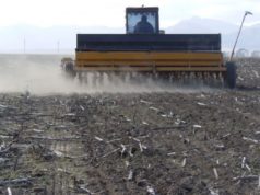 Se sembró la mitad del sorgo