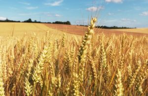 Rendimiento histórico para el trigo
