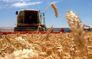 Se acelera la cosecha de trigo