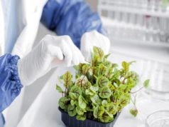 Un shock eléctrico para potenciar semillas